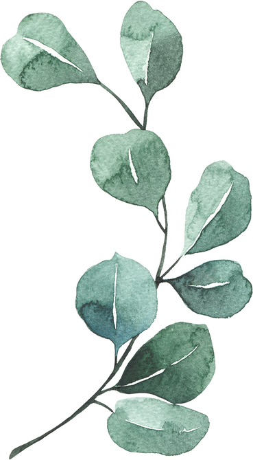 Eucalyptus silver dollar watercolor illustration